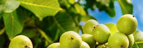 Walnut Industry California Walnuts