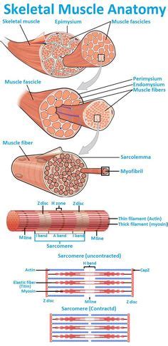 Histologie Ideas Medicin Facultate De Medicin Sistemul Muscular