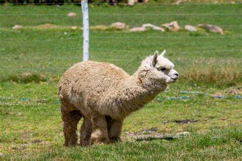 Alpaca in South America, Peru Stock Photo - Image of indian, female ...