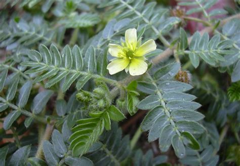 Tribulus terrestris o que é como tomar e efeitos colaterais