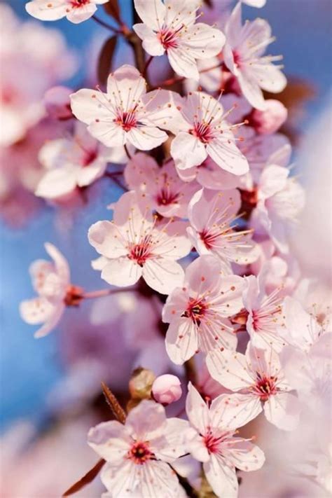 Sakura | Cherry blossom wallpaper, Beautiful flowers, Blossom flower