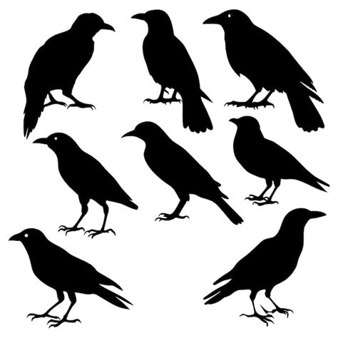 Premium Vector Set Of Crows Set Of Crow Silhouettes Crow Vector