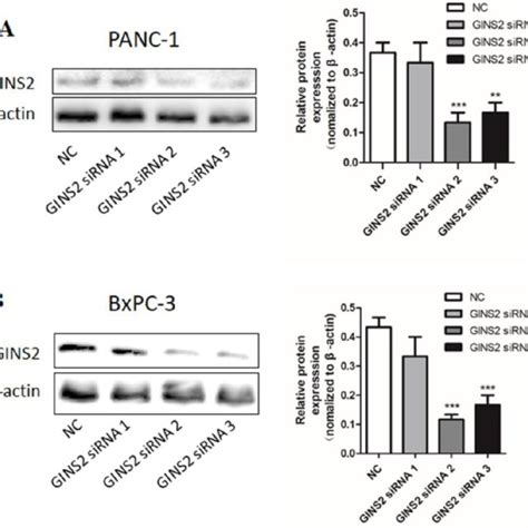 The Expression Of GINS2 In PANC 1 And BxPC 3 After Transfection Of