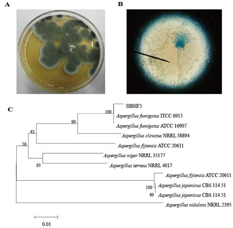 Aspergillus Fumigatus Aspergillus Fumigatus And Aspergillosis