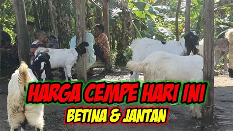 1JT 2 EKOR CEMPE BETINA DAN 2700 2 EKOR CEMPE JANTAN HARGA TERBARU