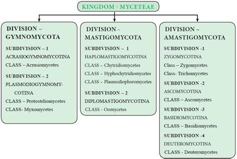 Fungi Milestones In Mycology Characteristic Features Methods Of