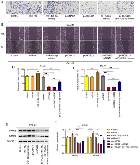 Long Non‑coding Rna Hcg22 Inhibits The Proliferation Invasion And