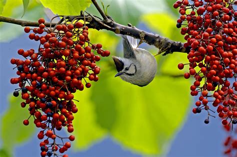 High Resolution Wallpaper = bird - Coolwallpapers.me!