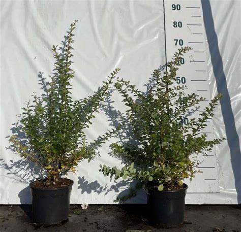 Berberis Thunbergii 40 60 Cm Cont 2 0L Boomkwekerij Bogaert