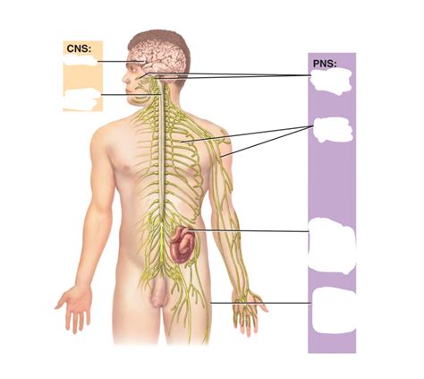 Nervous Systems Diagram Quizlet