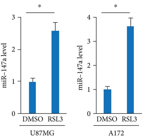 The Mir 147a Mimic Triggers Ferroptosis Of Human Glioblastoma Cells