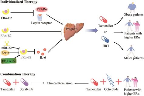 Therapeutic Value of Estrogen Receptor α in Hepatocellular Carcinoma