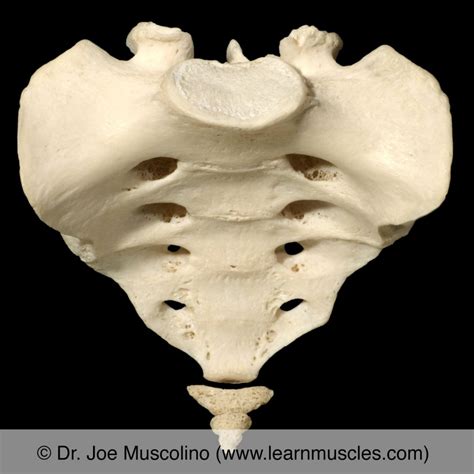 Sacrum And Coccyx Anatomy