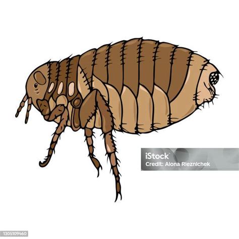 Animal And Human Flea Pest Stock Illustration Download Image Now