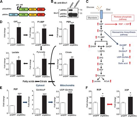 The Adaptor Protein P66shc Inhibits Mtor Dependent Anabolic Metabolism Science Signaling