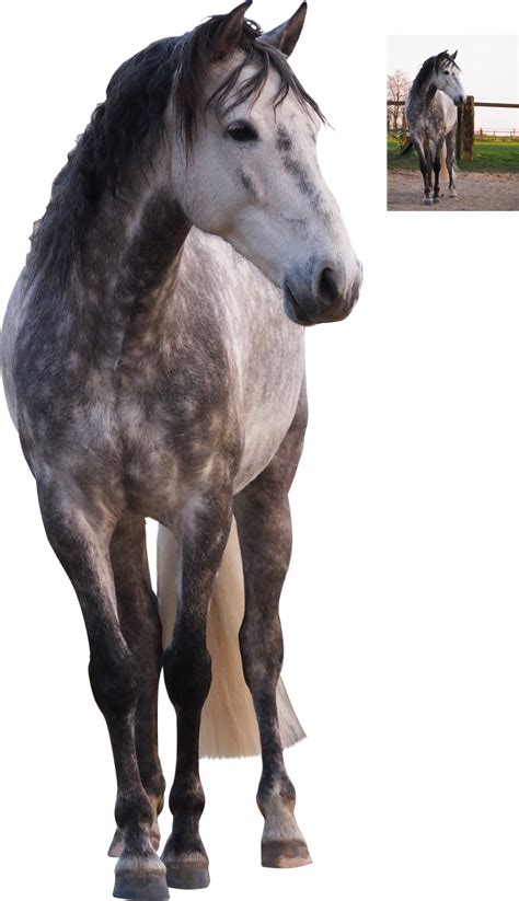 andalusian horse standing grey white png precut by Nexu4 on DeviantArt