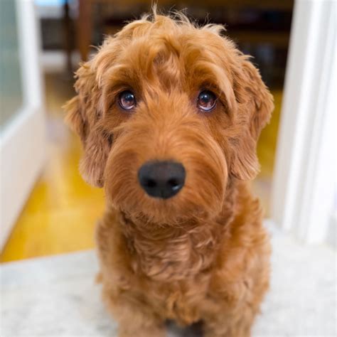 Goldendoodle Breeders And Puppies For Sale In California