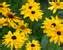 Product Viewer Rudbeckia Indian Summer