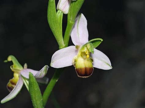 Isola Natura Ophrys Apifera L Orchidea Che Non Ha Impollinatore