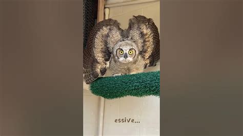 Sounds Of The Great Horned Owl Youtube