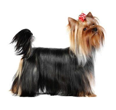 Características de la raza de perros Yorkshire Terrier