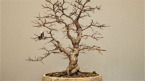 Bonsai Ulmus Minor Var Youtube