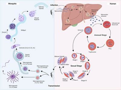 Frontiers Decrypting The Complexity Of The Human Malaria Parasite