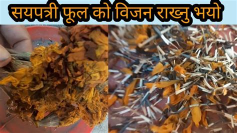 👉 सयपत्री फूलको बीऊ राख्ने तरिकाhow To Grow Marigold Flower Seeds 👈