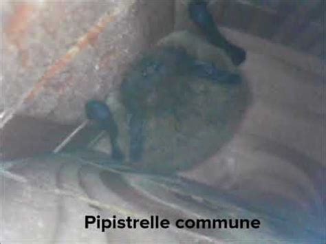 Nichoir Chauves Souris Symbiosphere Pipistrelle