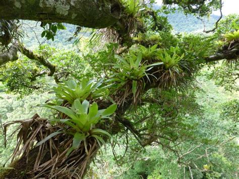 Epiphytes Plants Such As Moss And Bromeliads Found In Trees Face