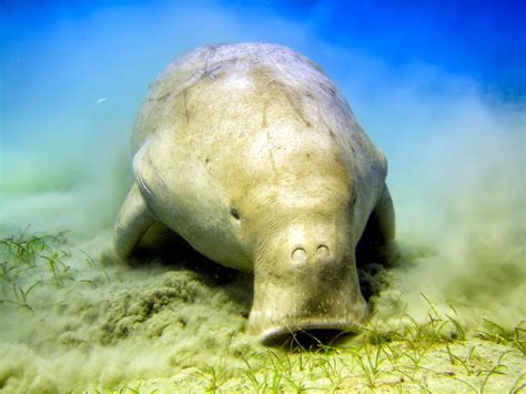 Fighting To Protect The Dugongs Of Japans Henoko Bay Earthjustice