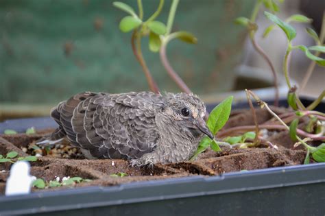 Baby Mourning Dove — Todd Henson Photography