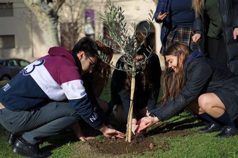 D A Nacional Del Rbol Se Realiz La Plantaci N De Un Olivo En La