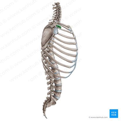 Coracoid process: Anatomy, attachments and location | Kenhub