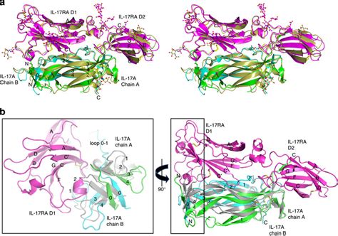 Overall Structure Of The Il 17a Il 17ra Complex A Wall Eye Stereo Download Scientific Diagram