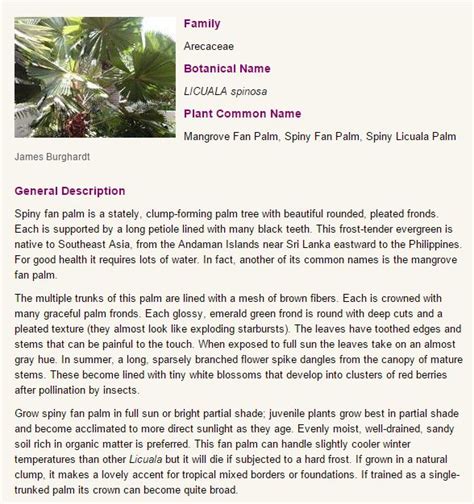 File Ls Palmpedia Palm Grower S Guide