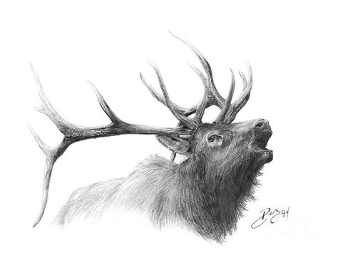 Elk Head Sketch At Explore Collection Of Elk Head