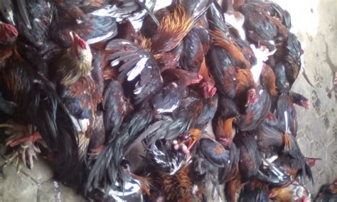 Jual Beli Ayam Kampung Di Jogja Jual Beli Ayam Kampung Jowo Asli