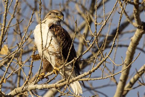 Oregon Birds Of Prey Top 12 Most Common With Pictures