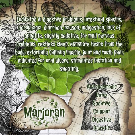 Marjoran Herbal Vintage Page Photograph By Ana Naturist Fine Art America