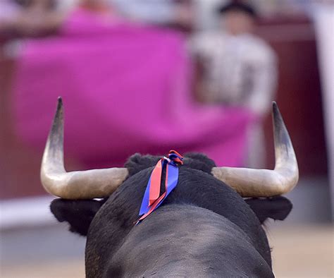 X le vieux Twitter met des obstacles à la tauromachie Actutoro