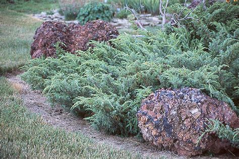 Juniperus Communis Landscape Plants Oregon State University