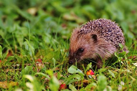 Igel F Ttern Wann Soll Ich Aufh Ren