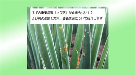 ネギの赤さび病が止まらない！？生態と防除対策、登録農薬について紹介します。 アグリポイント ～農業現場の病害虫・栽培問題対策室～