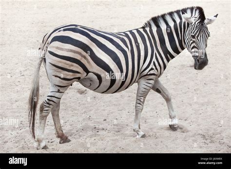 Chapman S Zebra Equus Quagga Chapmani Stock Photo Alamy