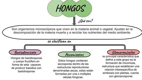 Clasificación de Hongos uDocz