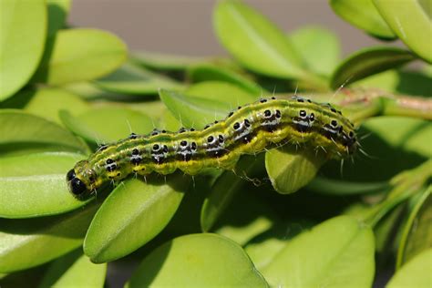 Top Garden Pest Of 2015 Named As Box Tree Caterpillar By Royal