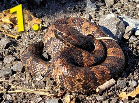 Can You Tell Which Of These Snakes Is Venomous Enough To Kill A Human