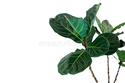 Zieleń Liście Liść Figi Drzewa Ficus Lyrata Popularny Ornamentacyjny