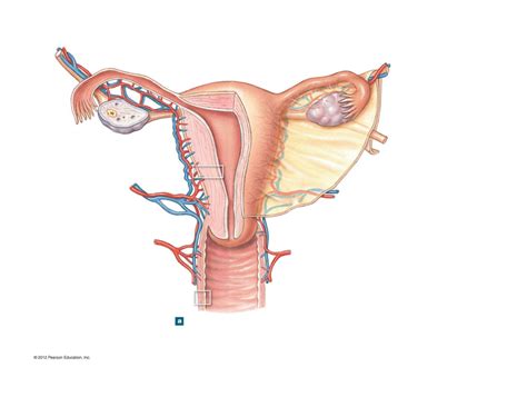 Internal Uterine Tubes Diagram Quizlet